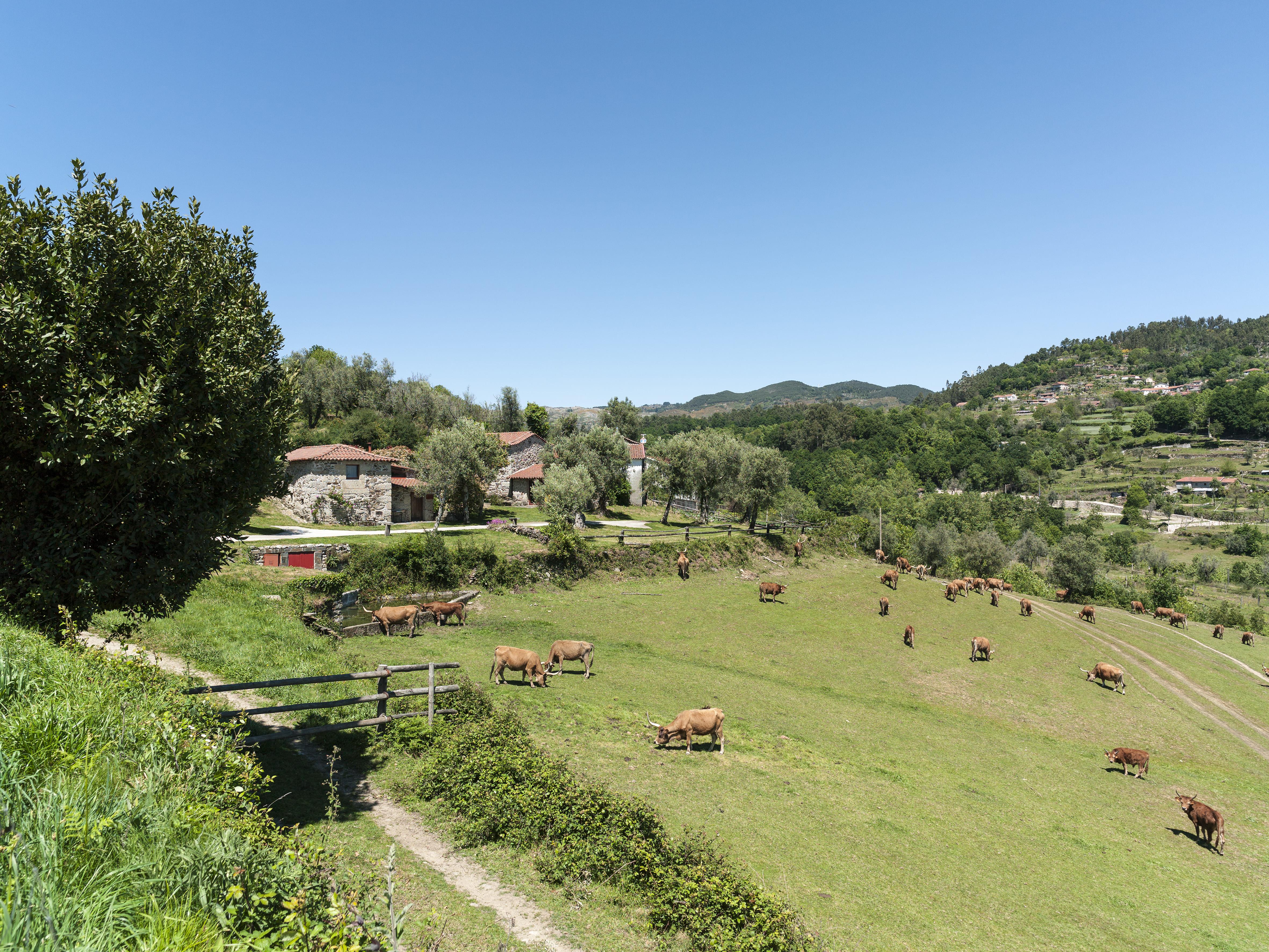 Quinta Do Rapozinho Villa Cabeceiras de Basto Dış mekan fotoğraf